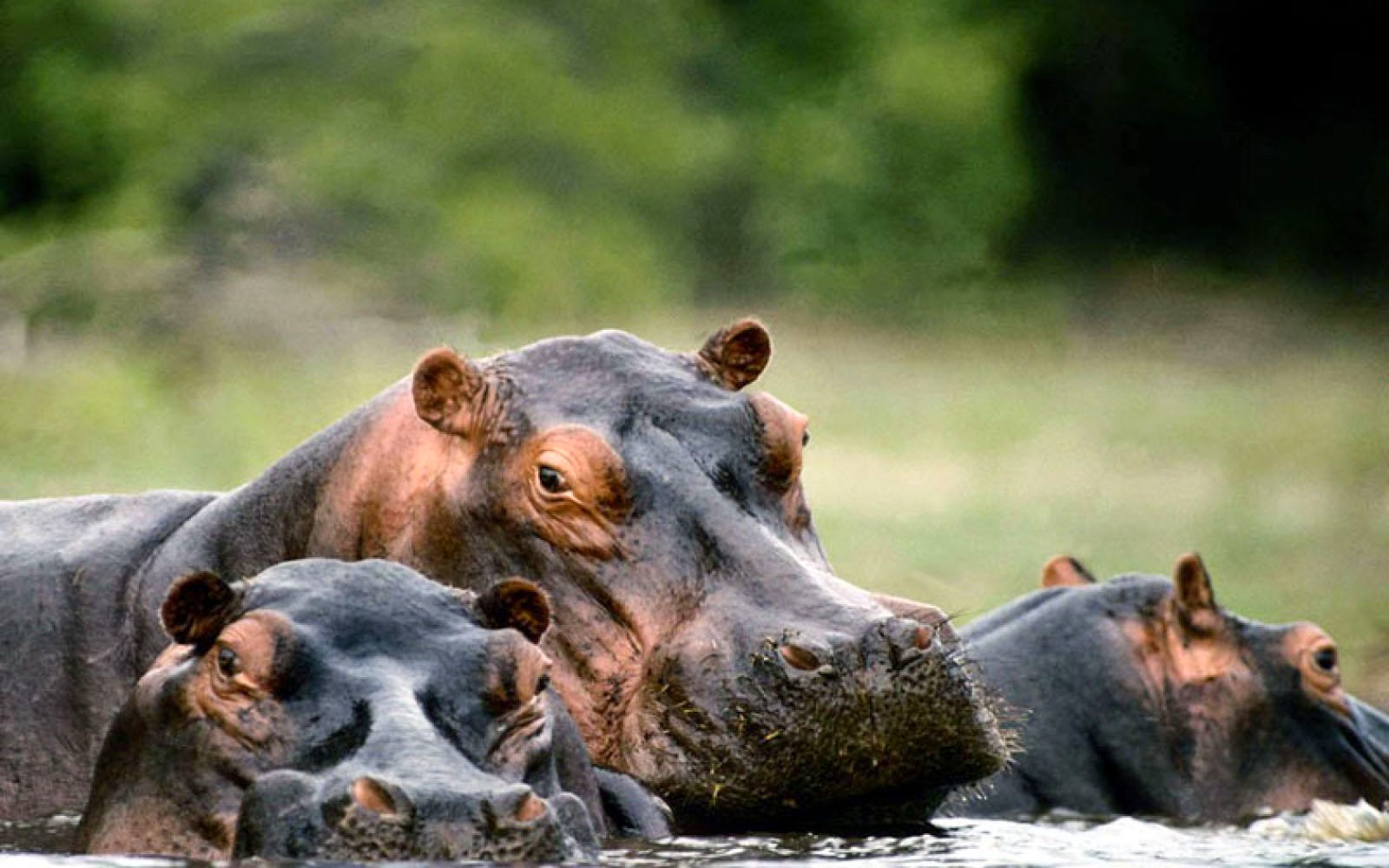 Hippopotamus 2bwallpaper 2b Wallpaper