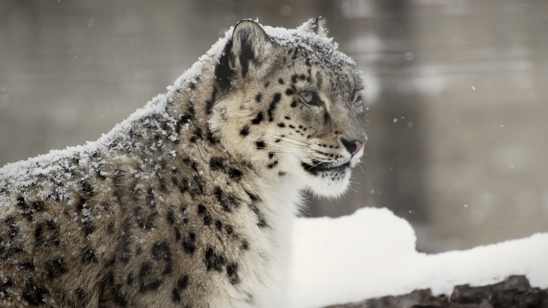 Snow Leopard Wallpapers HD Pictures One HD Wallpaper 1920x1080