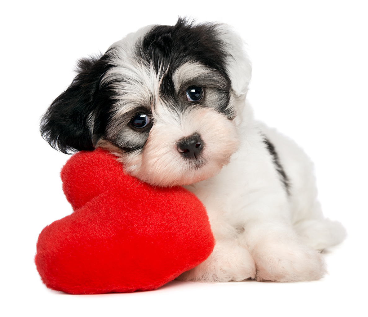 Image Puppies Valentine S Day Dogs Heart Glance Animals White