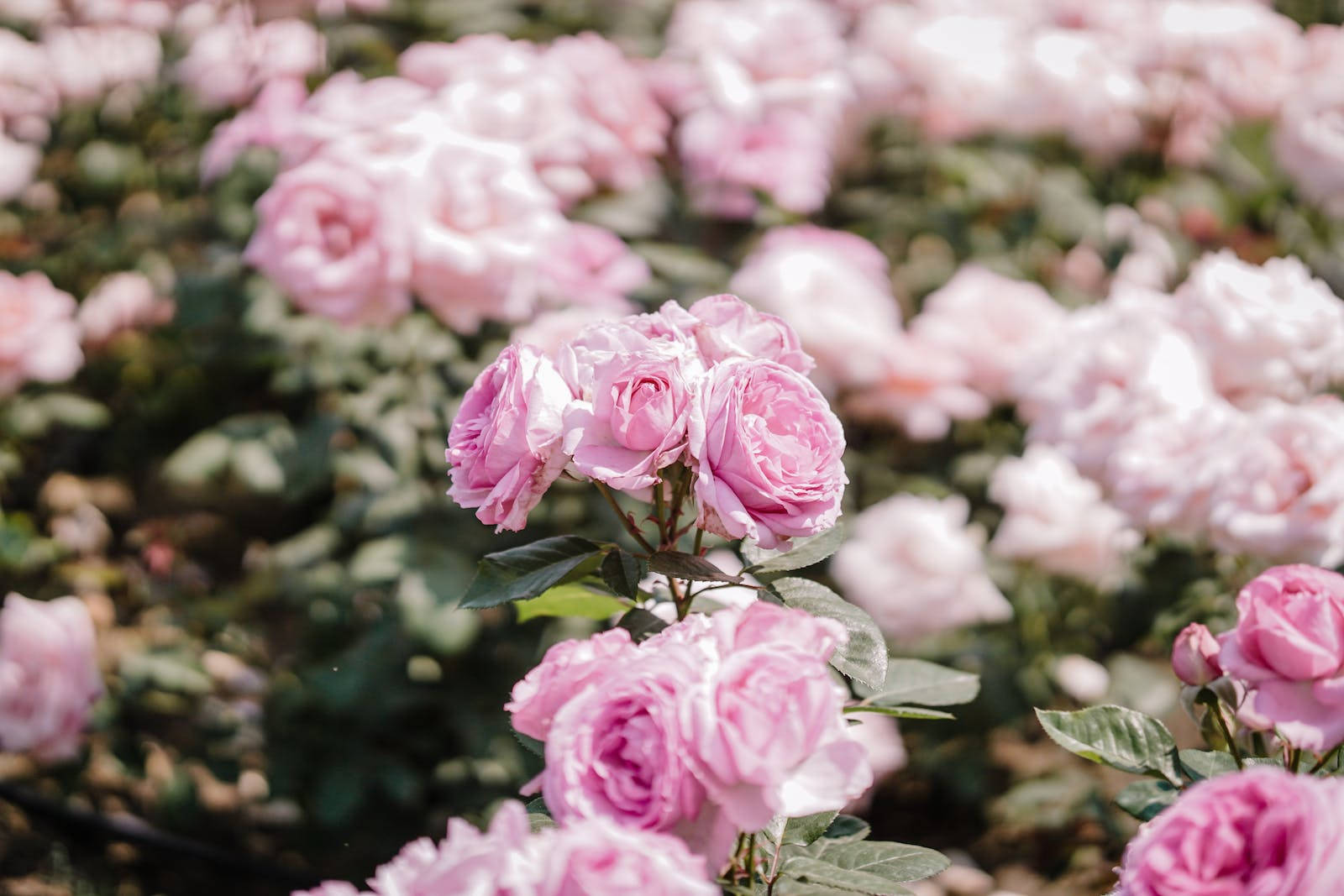 Flowers 4k Wallpaper