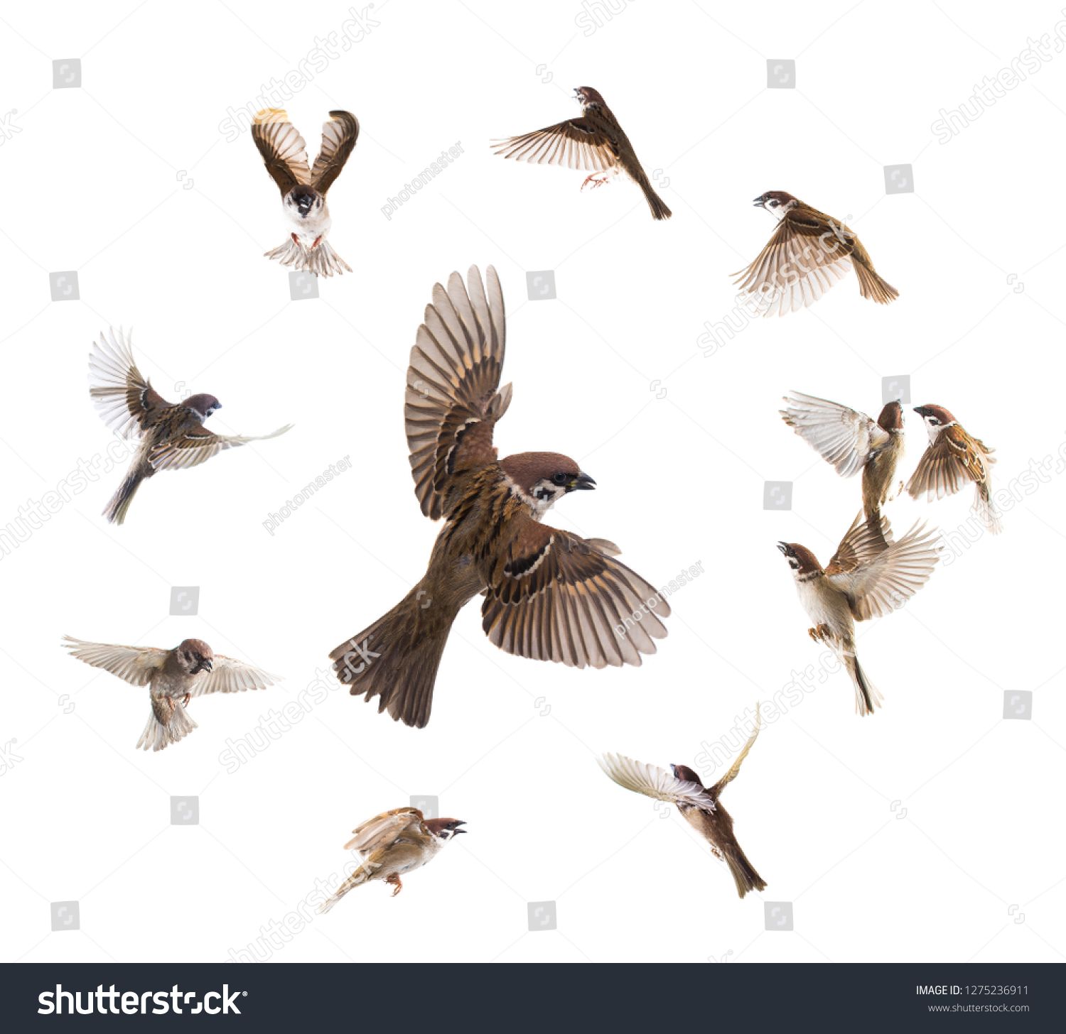 Collage Sparrows Flies Isolated On White Background Ad