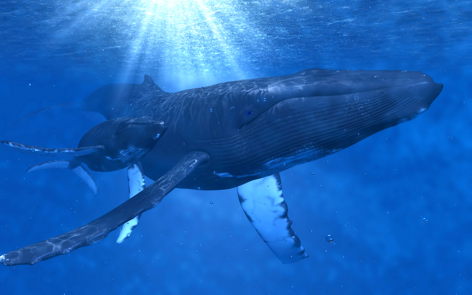 Humpback Whales By Maashu Desktop Wallpaper