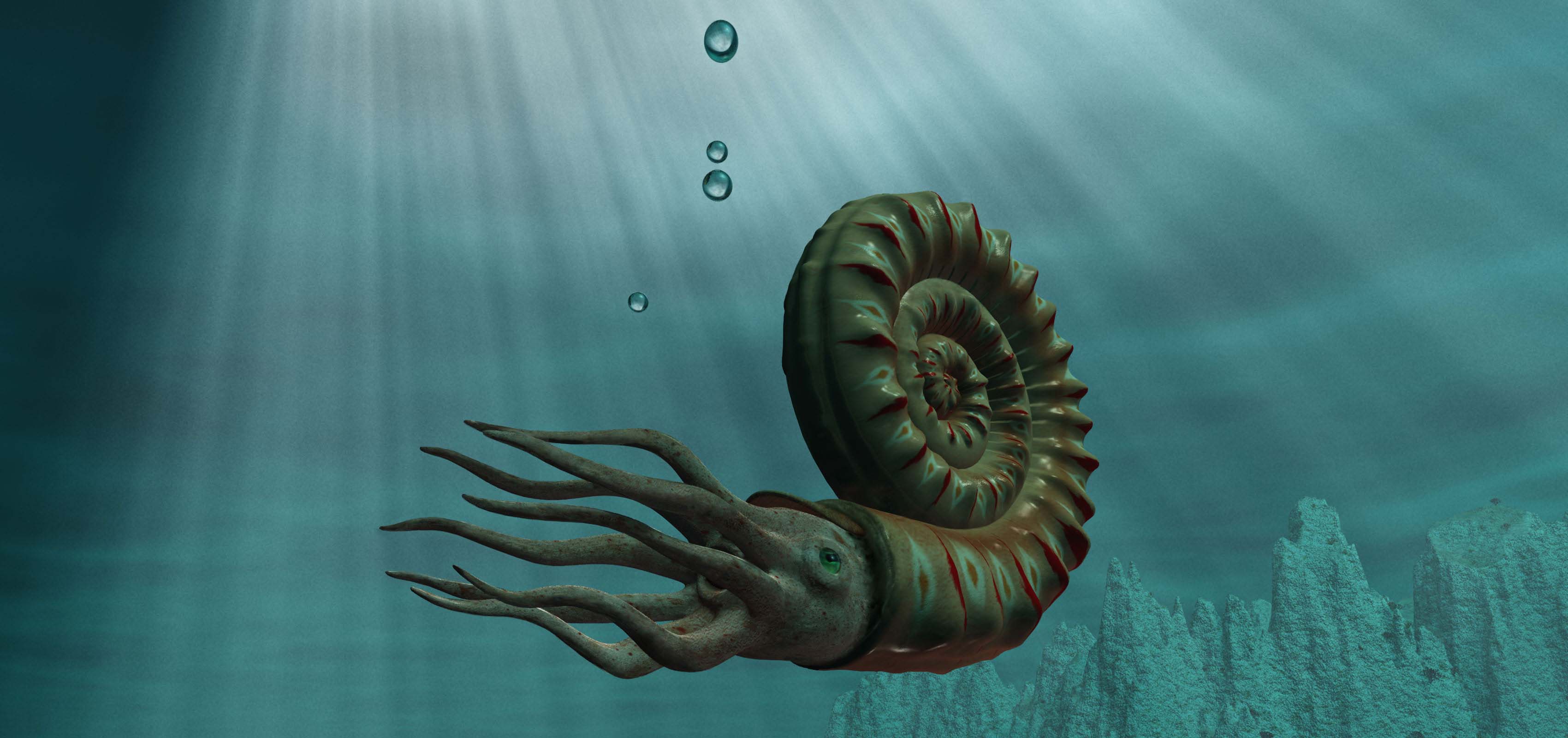 What Is An Ammonite Wallpaper