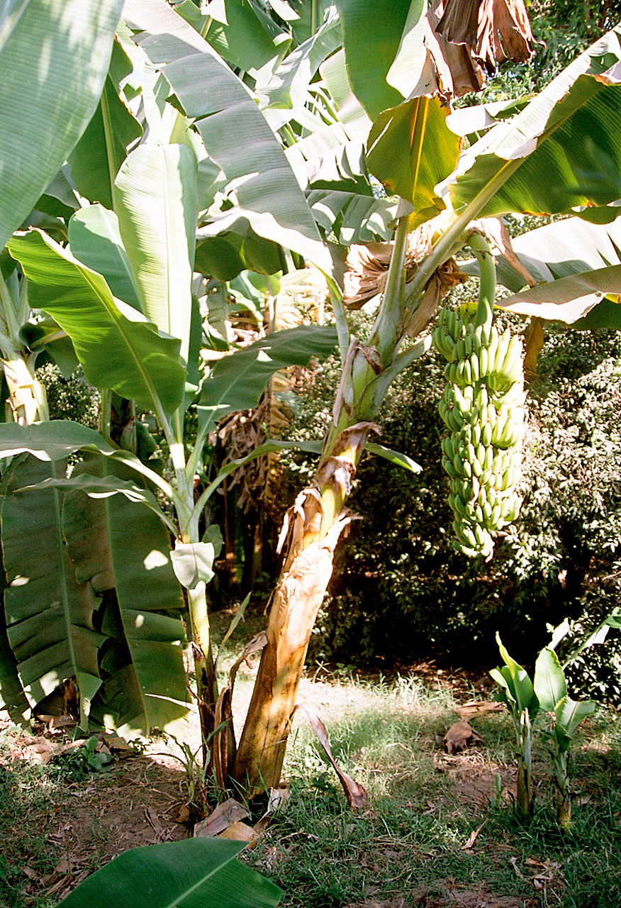 FileLuxor Banana Island Banana Tree Egypt Oct 2004jpg