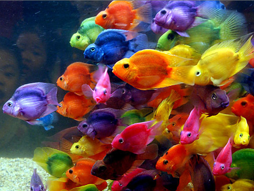 Color Fish Pin Desktop Wallpaper In