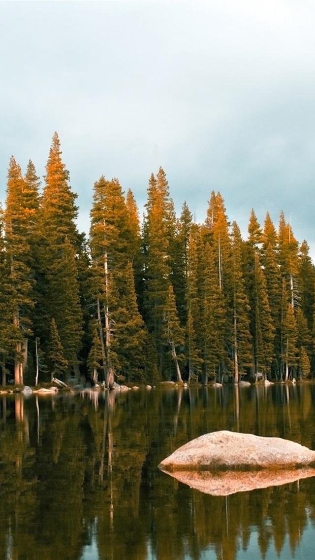 Pine Forest Near The River iPhone Background HD