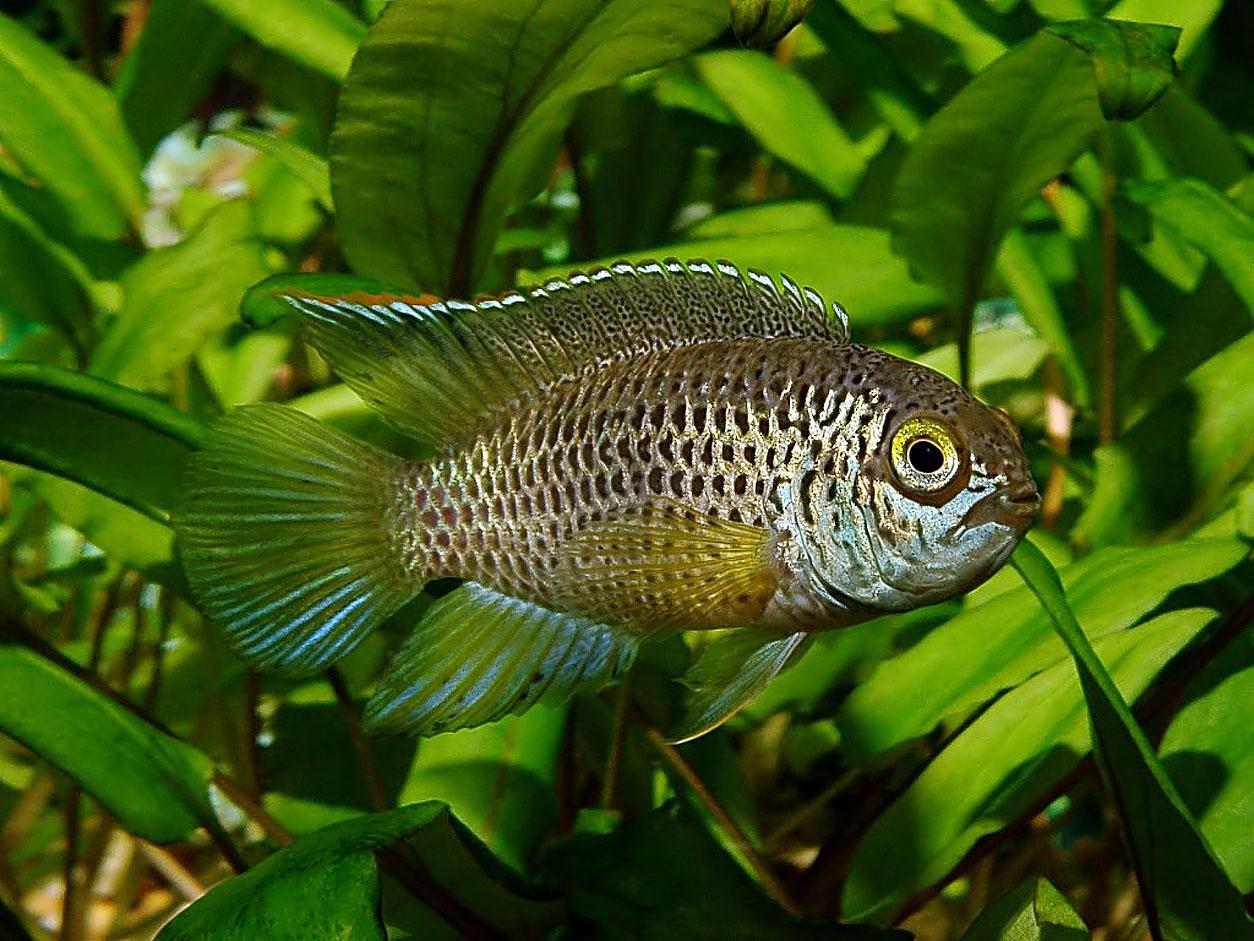 Freshwater Fish Wallpaper HD In Animals Imageci