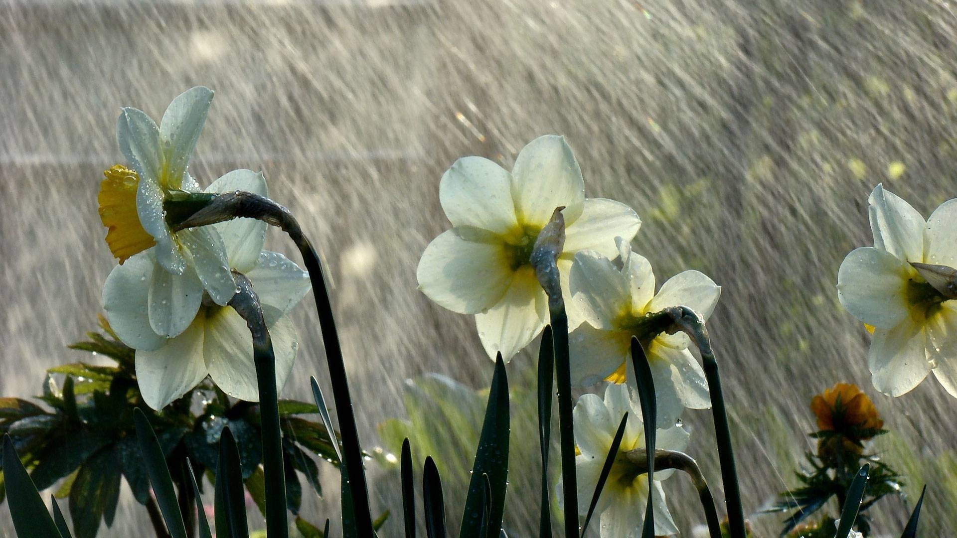 Beautiful Rain On Flower Wallpaper HD