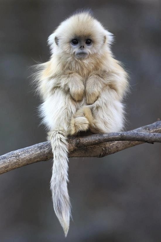 Cute Baby Finger Monkeys