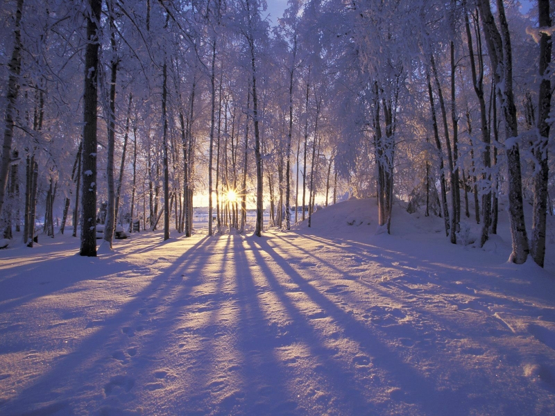 Sunset Nature Winter Snow Forests HD Desktop Wallpaper