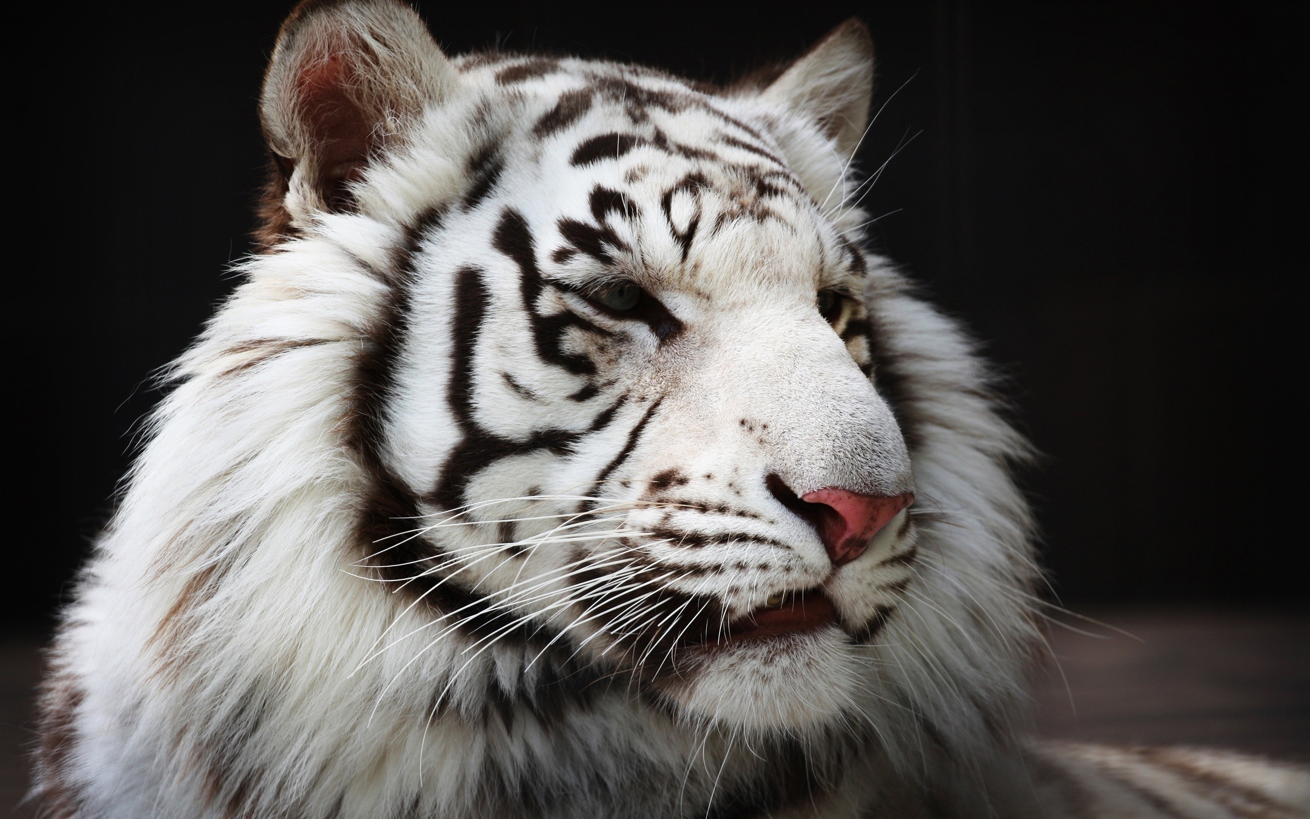 Close-up of a majestic white tiger with dark stripes, showcasing its piercing gaze and intricate facial features