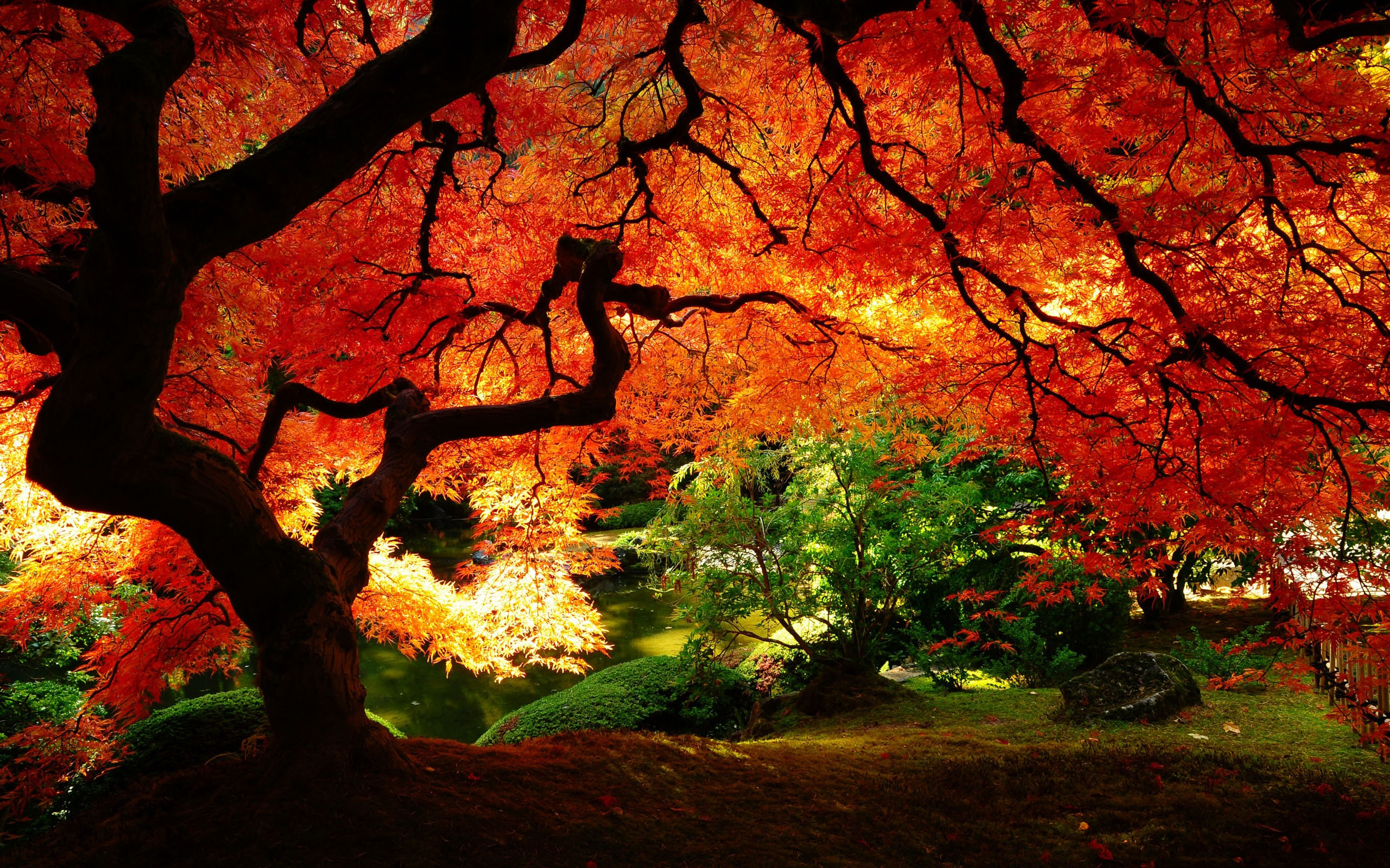 Tree HD Wallpaper And