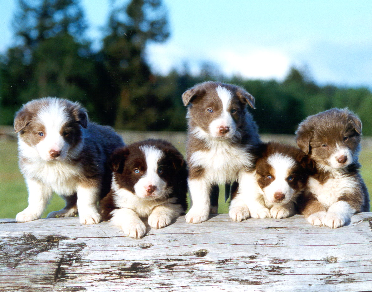The Dog And Puppies Border Collie