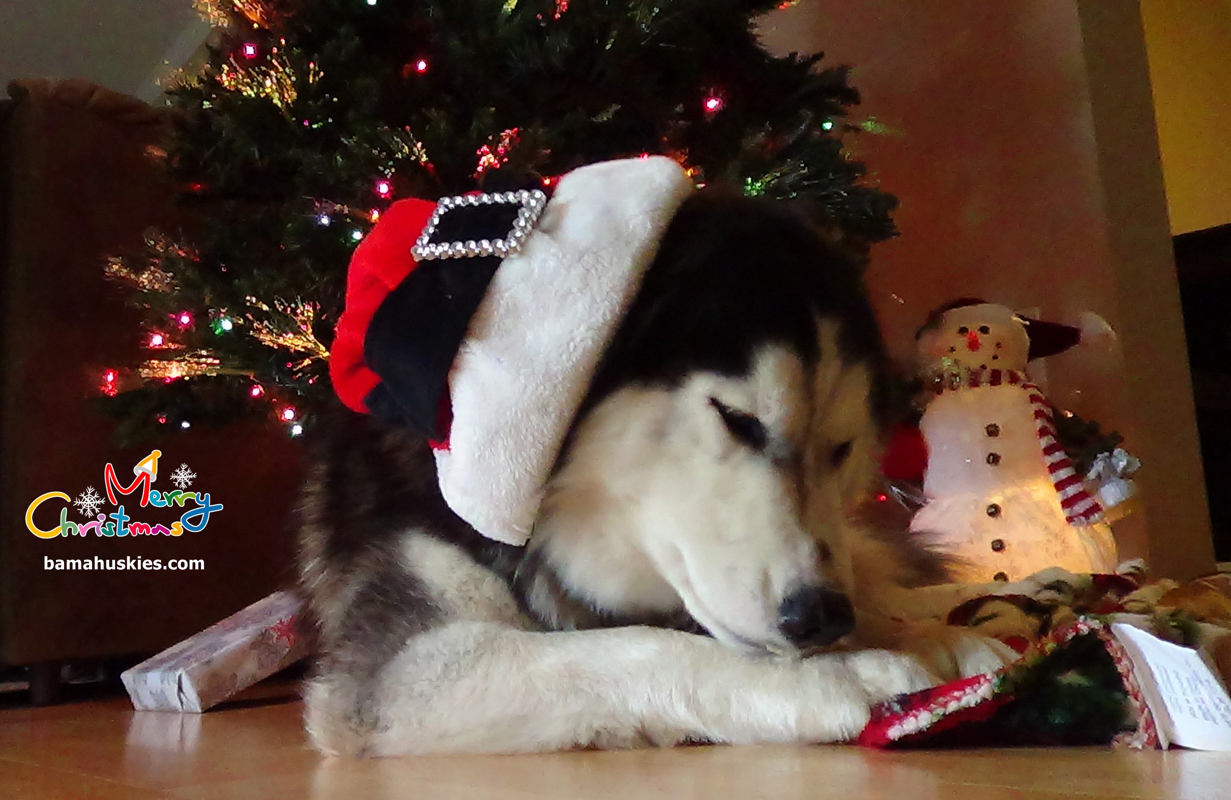 Christmas Siberian Husky Pictures Puppies