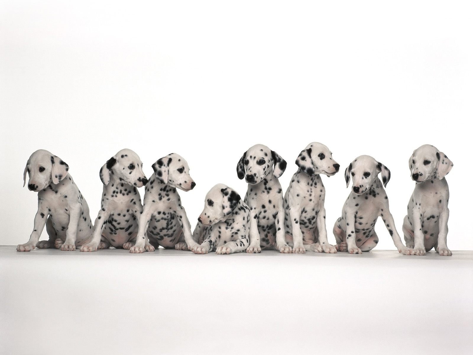 Free download Dalmatian Desktop Background HD Wallpapers Backgrounds