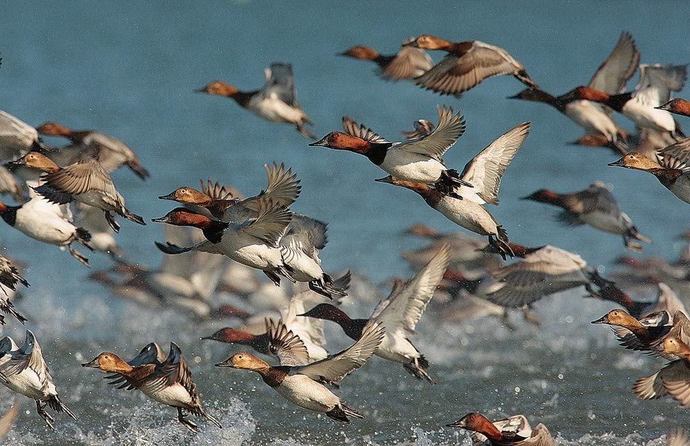 Sback Ducks Wallpaper Wall Mural Self Adhesive Multiple