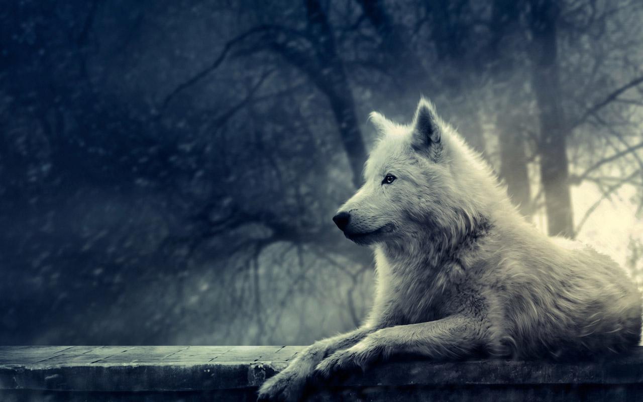 3D Wolf Wallpaper   Android Apps und Tests   AndroidPIT