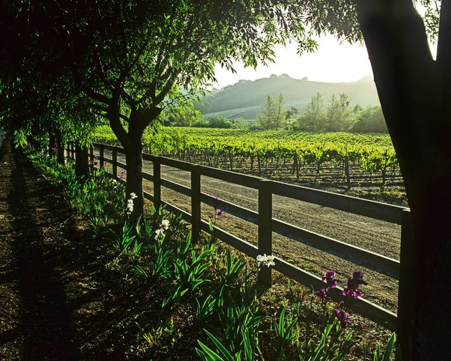 The Vineyard Wall Mural Traditional Wallpaper By Murals Your Way