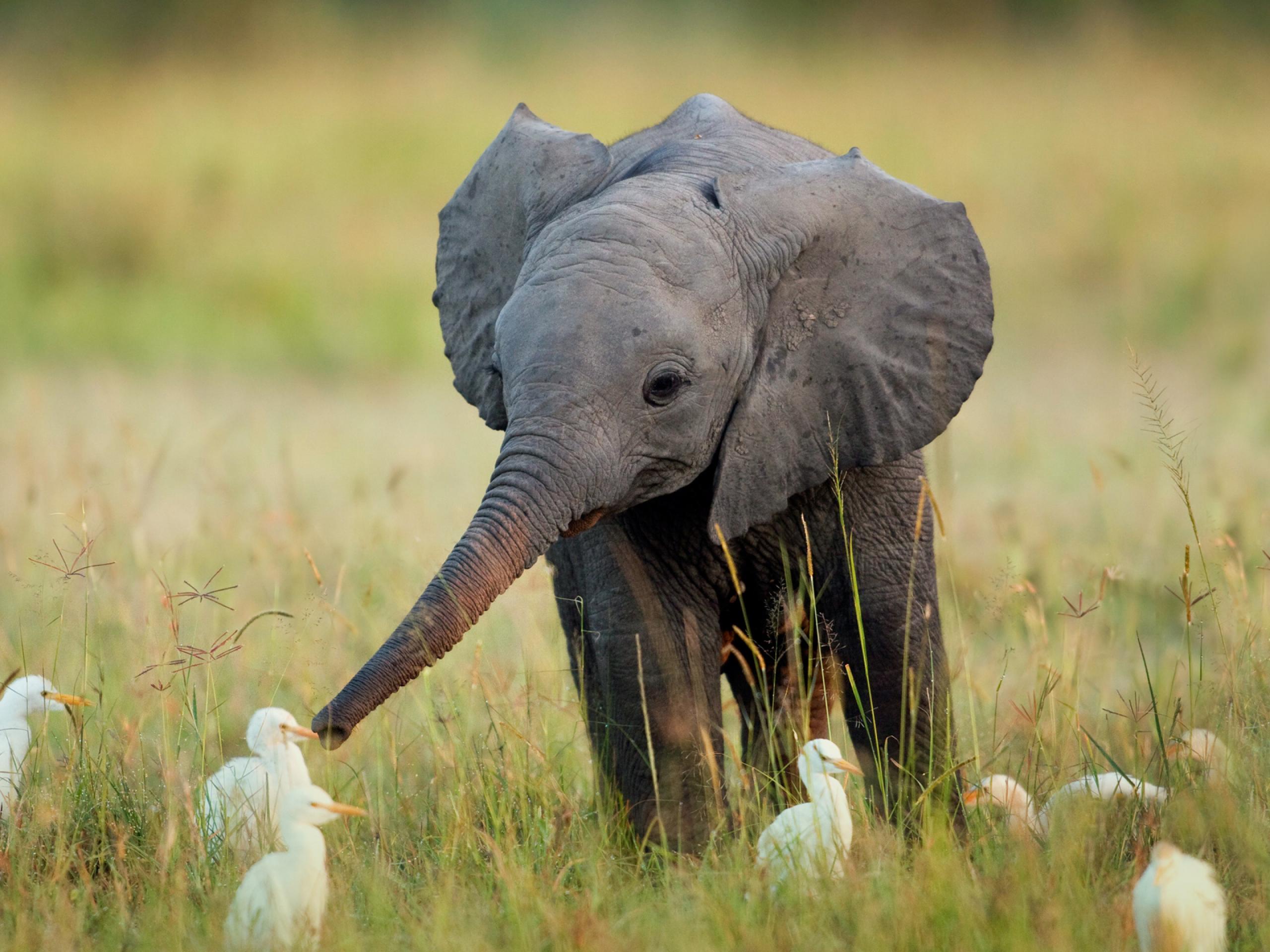 Celebrating World Elephant Day Through Pictures