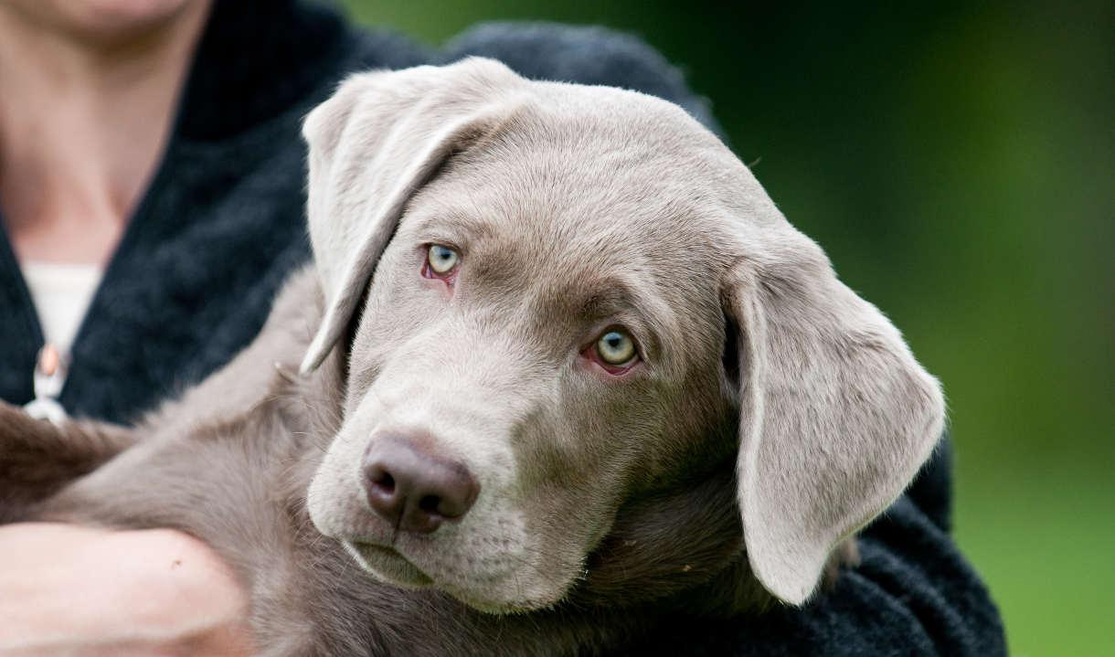 Silver Lab The Facts About Labrador Retrievers
