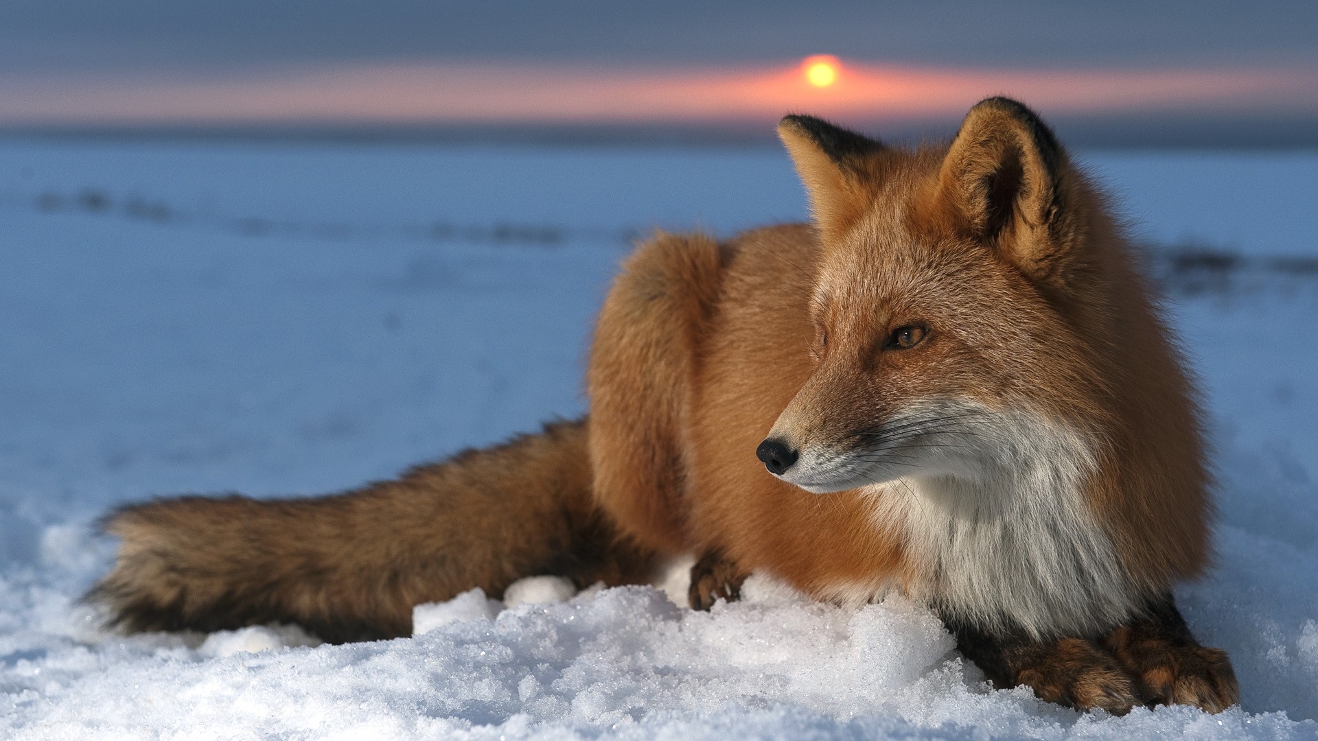 Fox Snow Sunset Wildlife Wallpaper Resolution Id