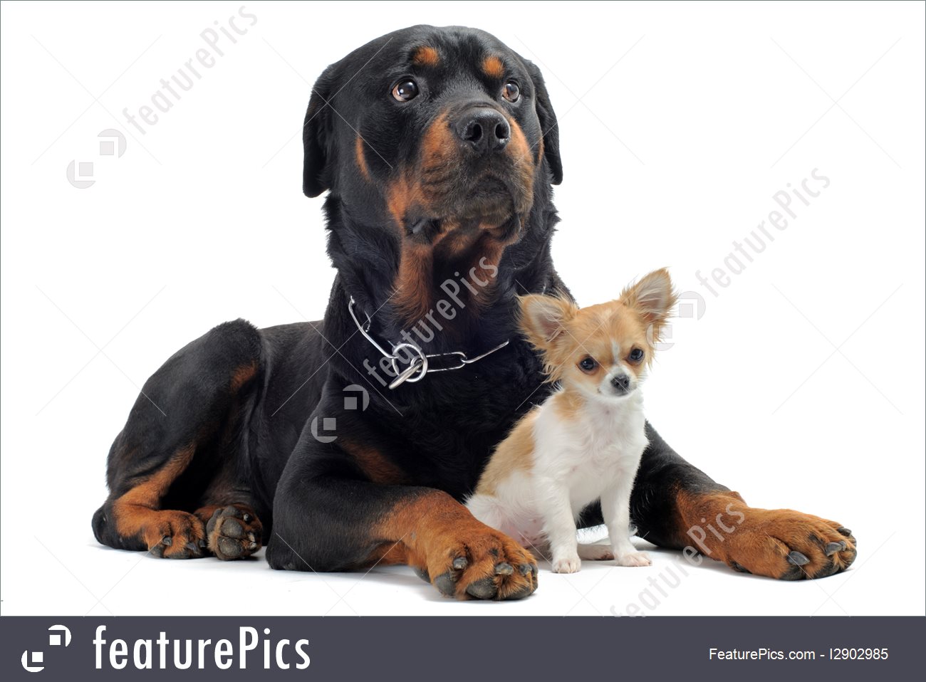 Image Of Rottweiler And Puppy Chihuahua