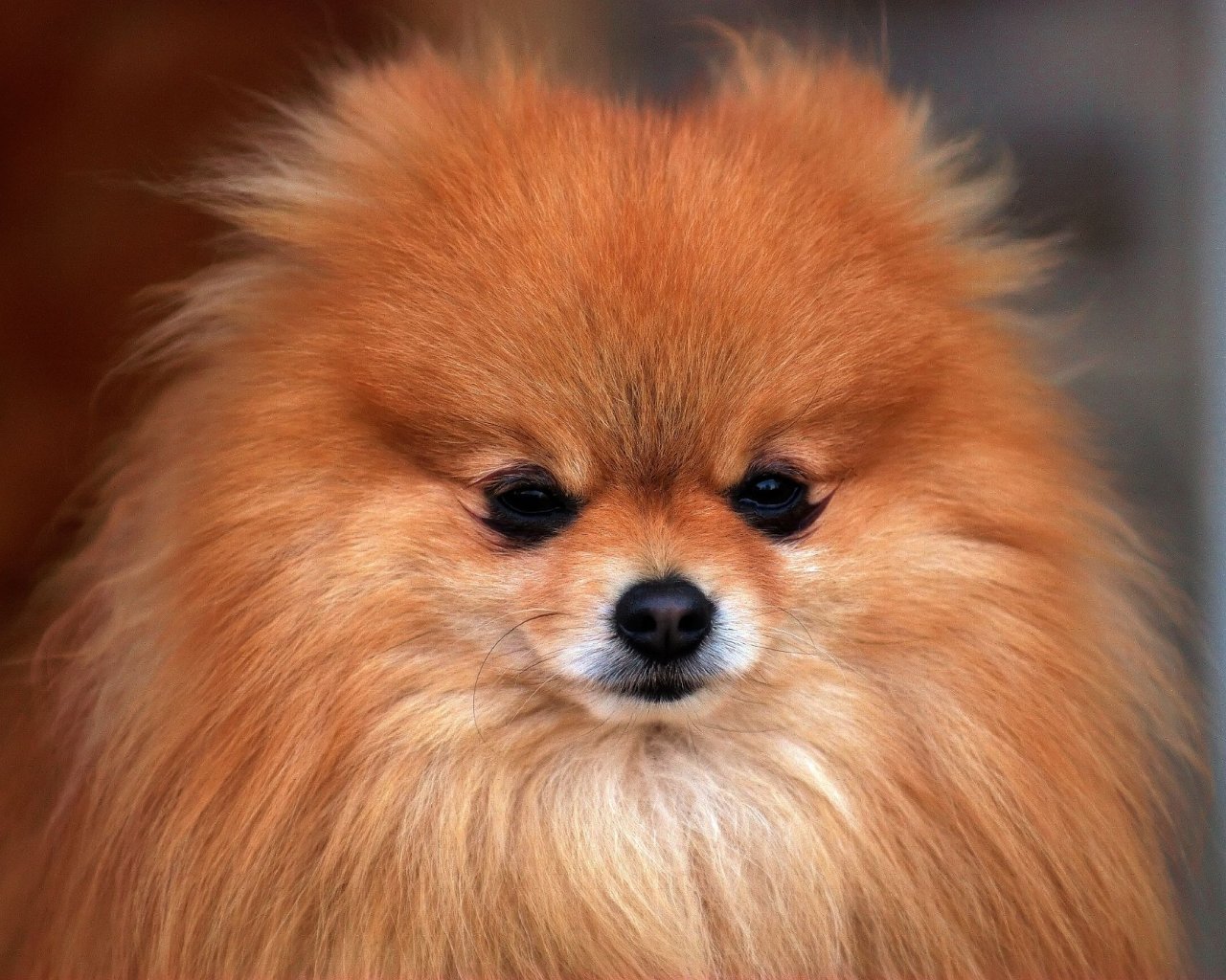 Cute Little Pomeranian Red Color Stock Photo Thinkstock
