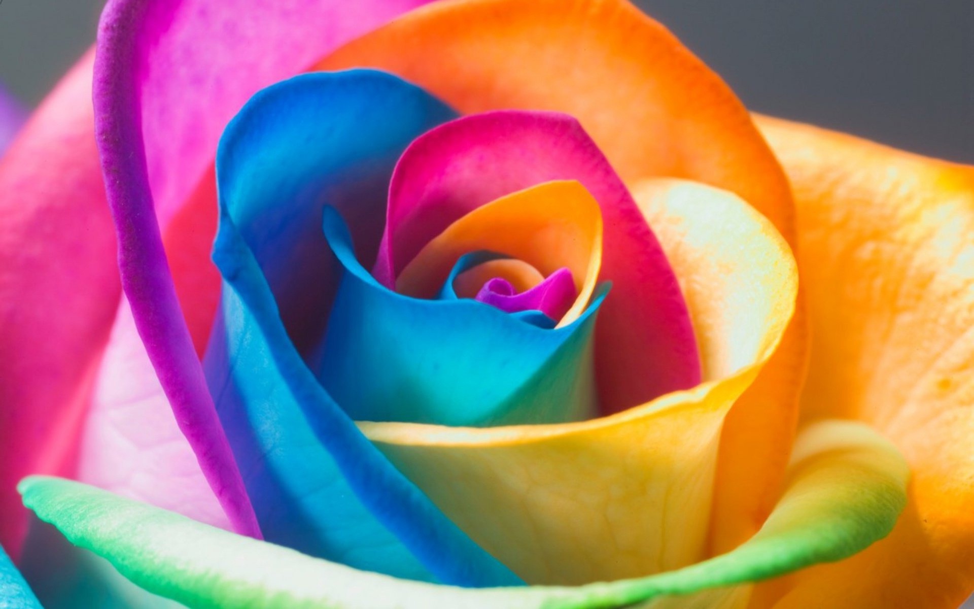 Rainbow Flower Wallpaper - WallpaperSafari