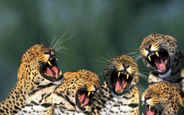 Wild Cats Widescreen Wallpaper Wide Net