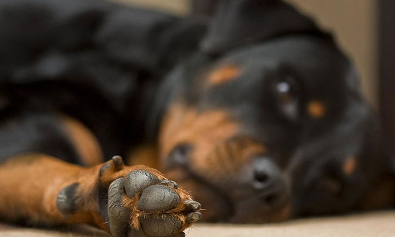 Rottweiler wallpapers   Android Apps on Google Play