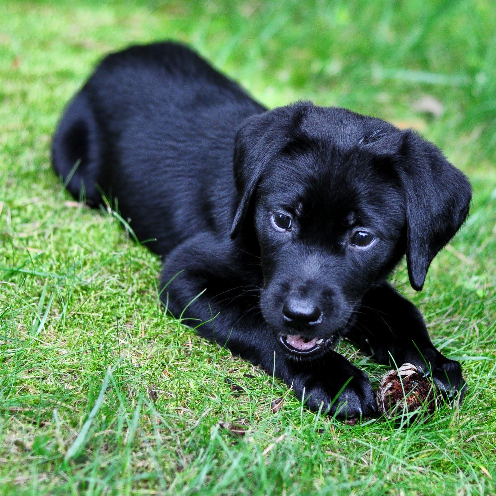 Black Lab Puppy Wallpaper For Your