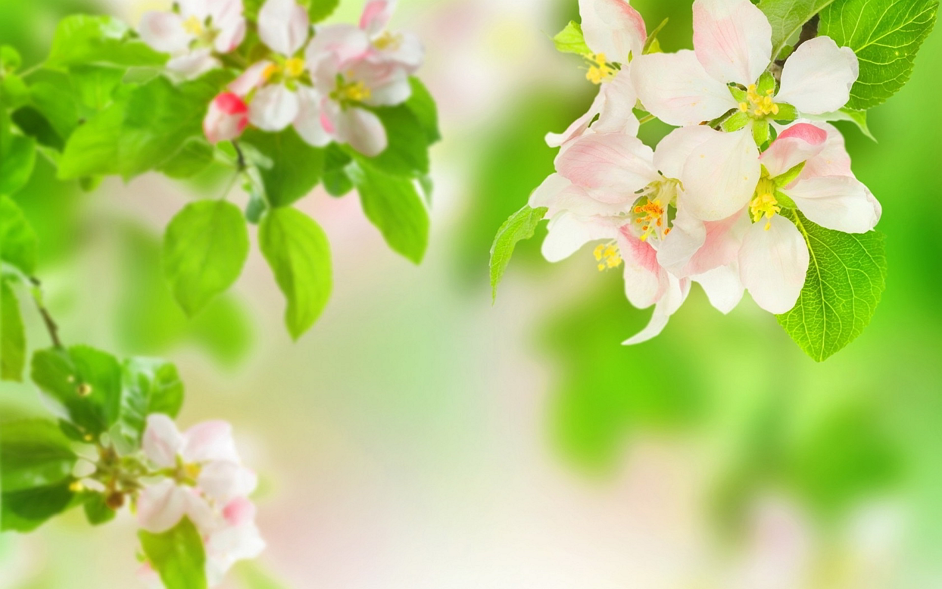 Spring Apple Blossom Wallpaper