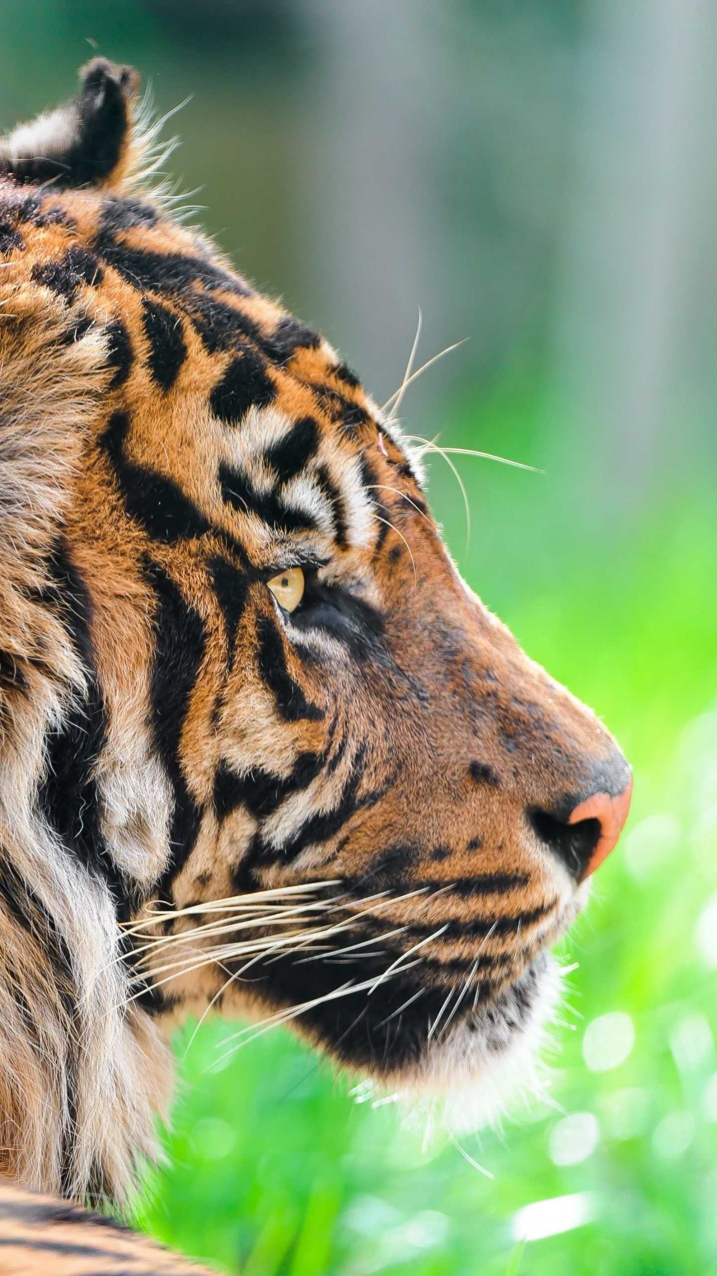 Tiger iPhone Wallpaper