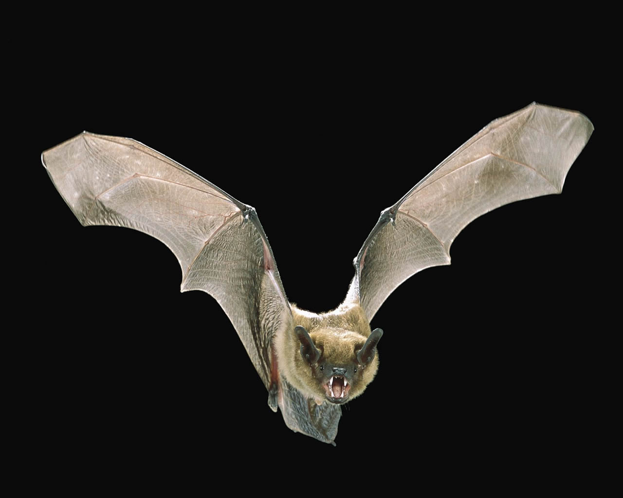 Fruit Bat Wallpaper HD In Animals Imageci