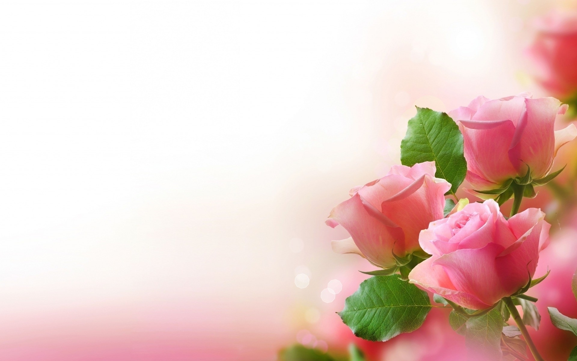 Pink Roses Abstract Wallpaper HD Desktop And Mobile Background