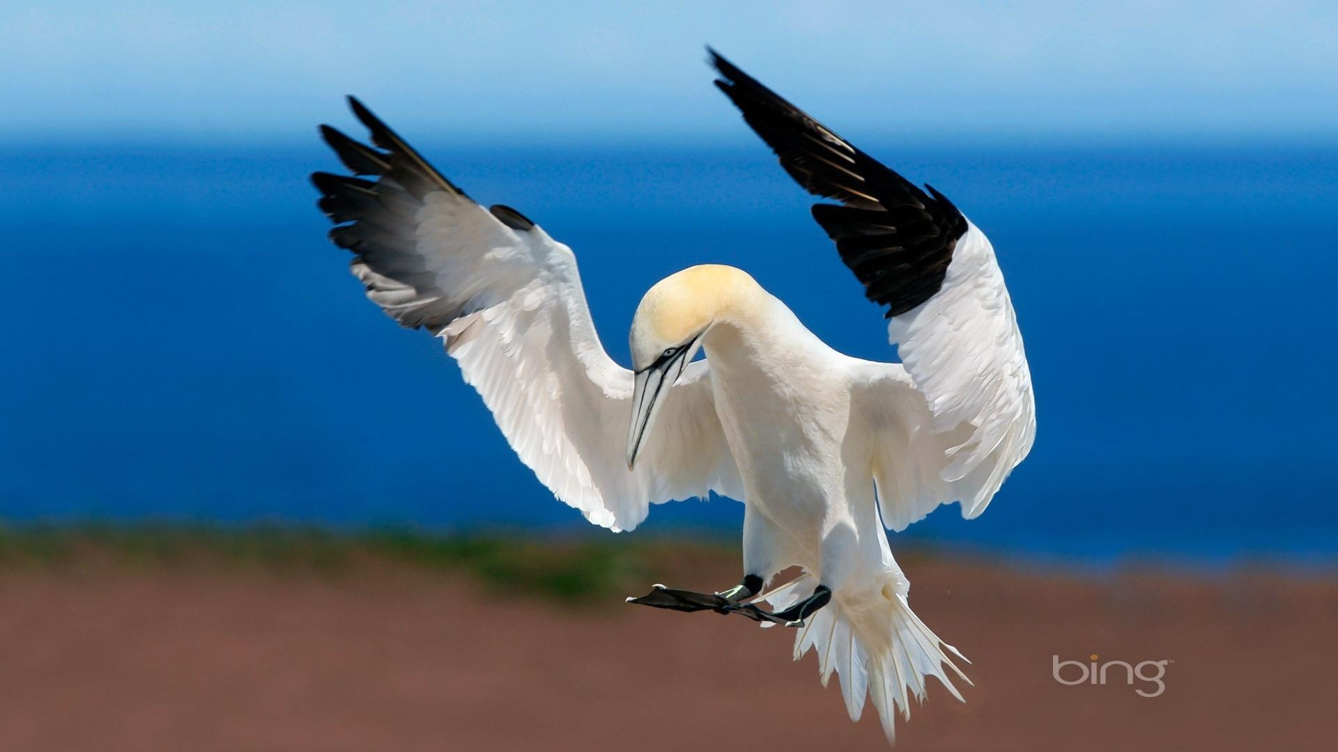 Bing animals birds gannets wallpaper 63640