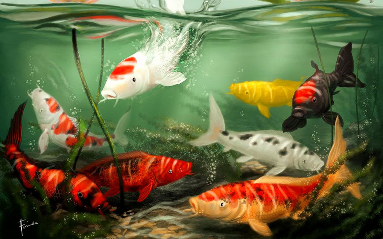 [34+] HD Koi Fish Wallpaper - WallpaperSafari