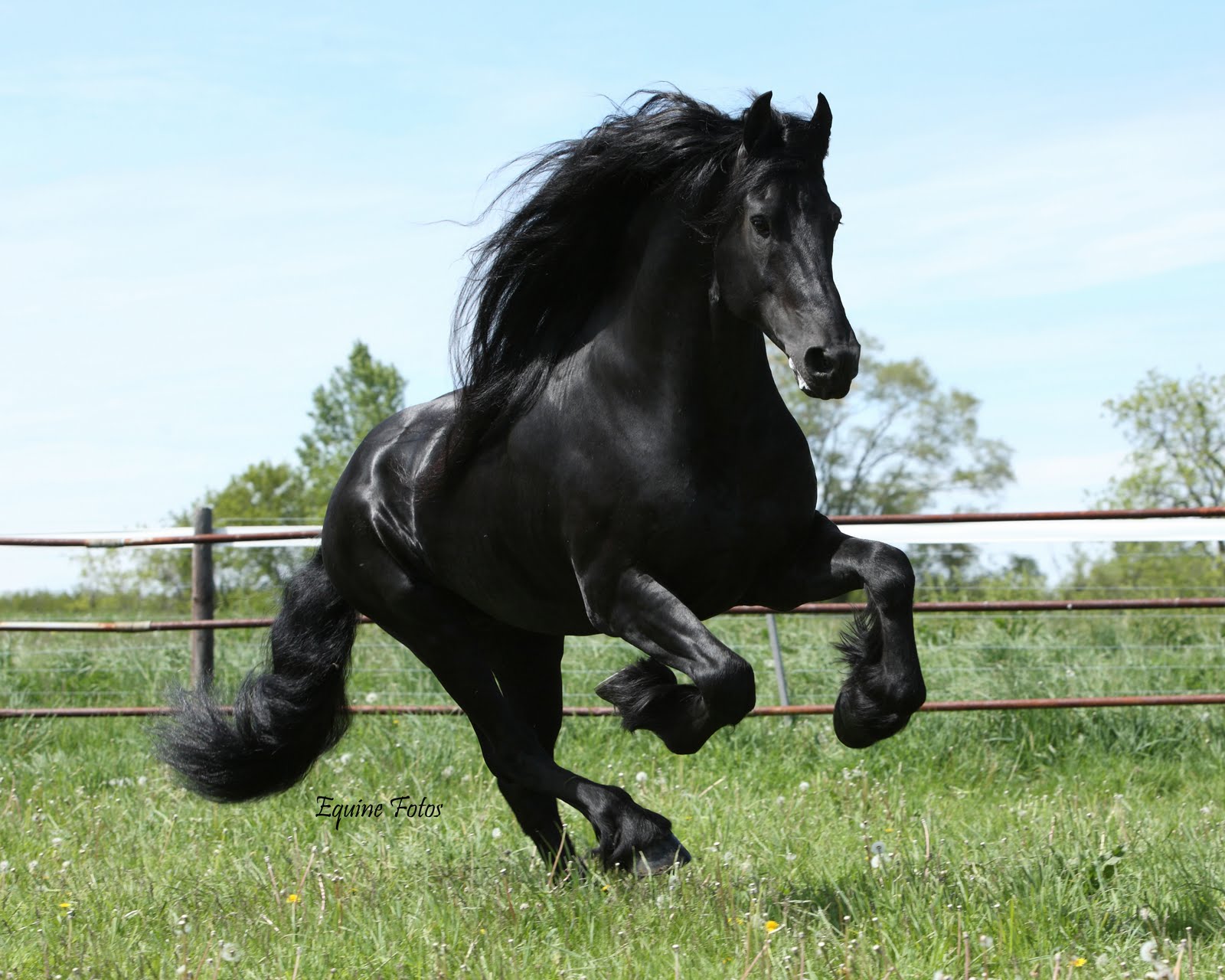 Black Running Horse Wallpaper Friesian
