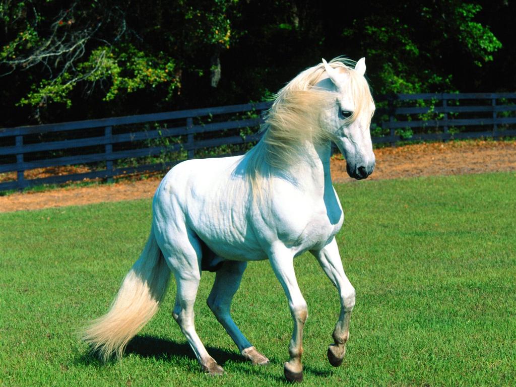 Beautiful Wallpapers White Horse Wallpapers 1024x768