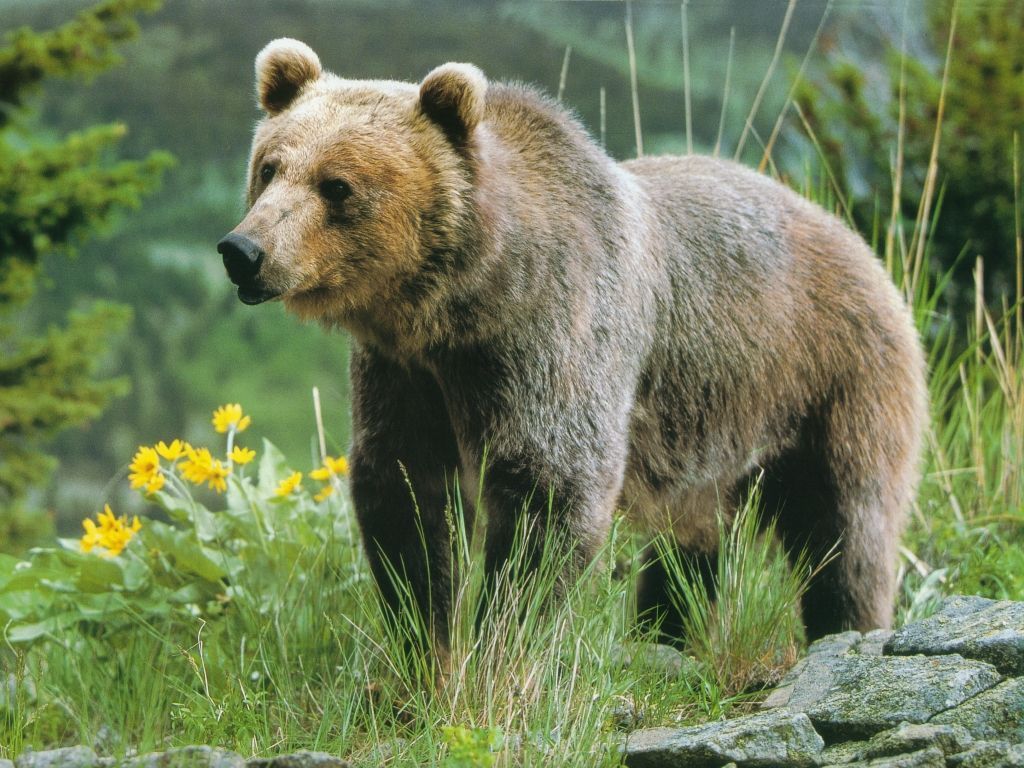 Animals Image Grizzly Bears HD Wallpaper And Background Photos