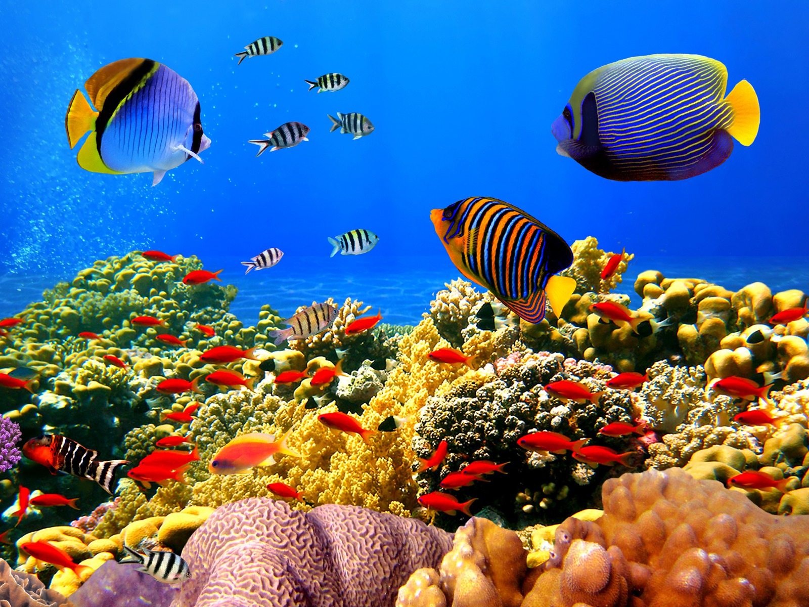 Ocean Reef Fish Wallpaper