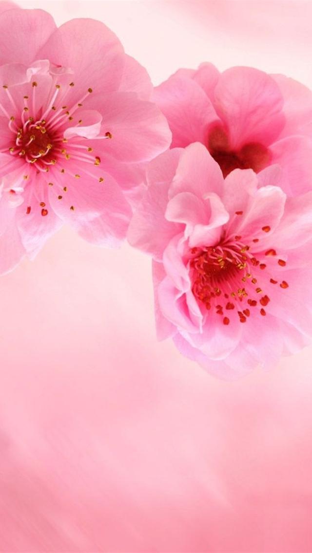 iphone 5 wallpapers hd cute pink flowers iphone 5 background 640x1136