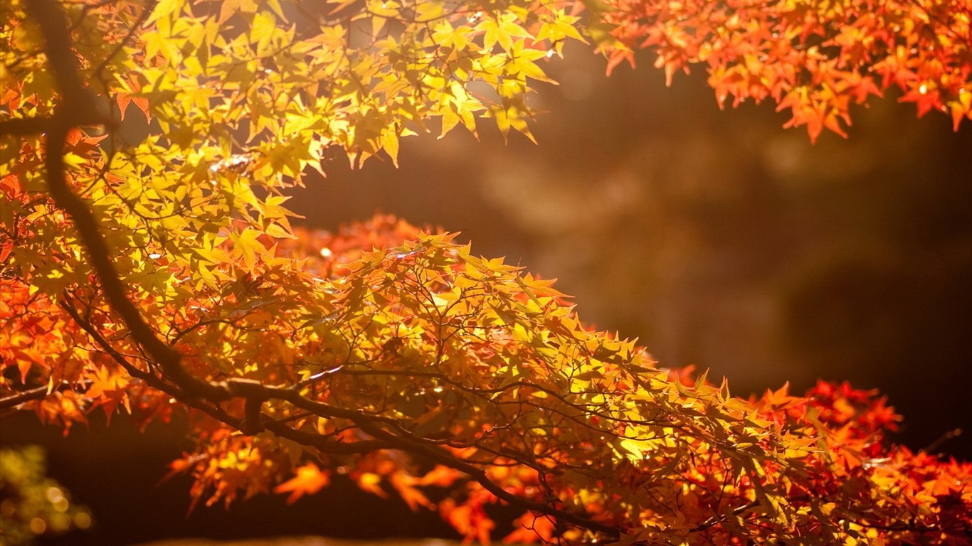 Autumn Beautiful Puter Desktop Wallpaper Theme