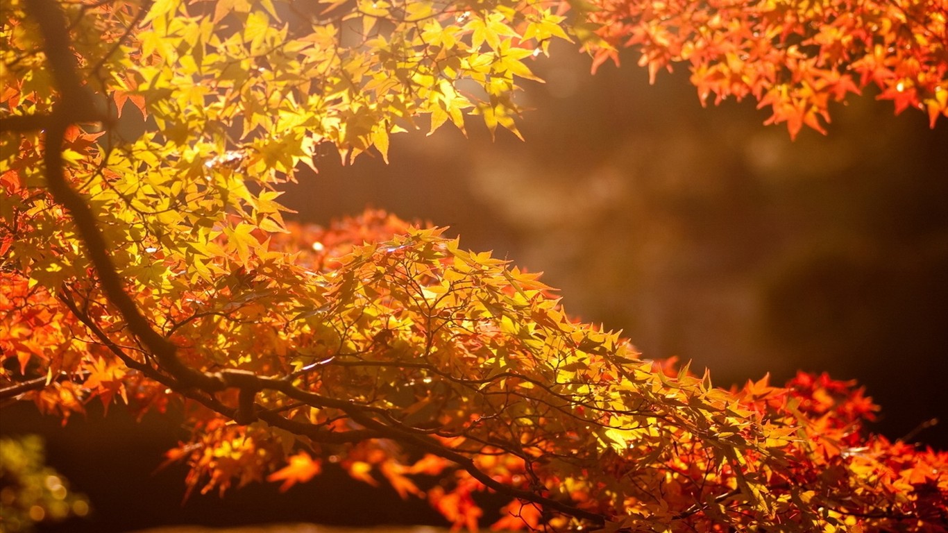 🔥 Free download Autumn beautiful computer desktop wallpaper Autumn ...