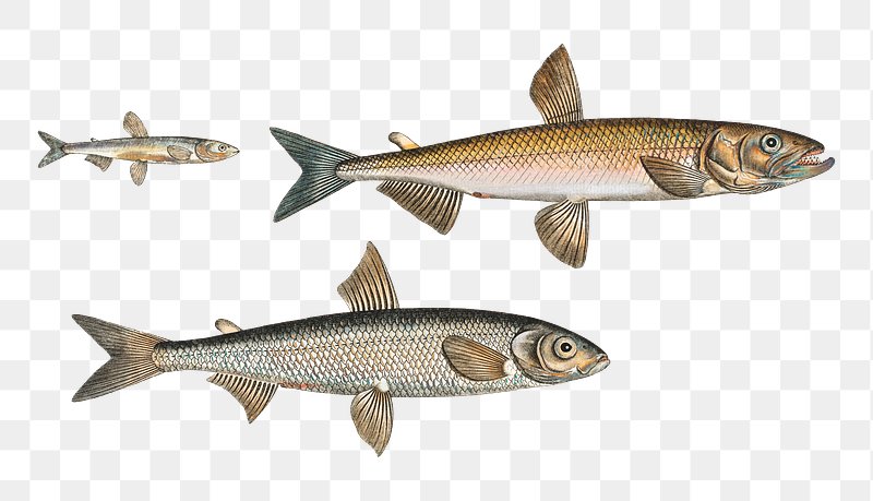 Smelt Image Wallpaper
