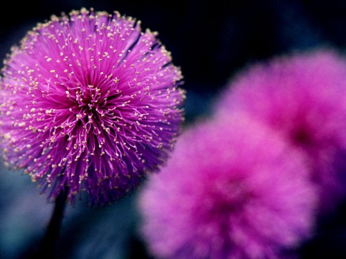 Purple Ball Flower Screensaver Screensavers