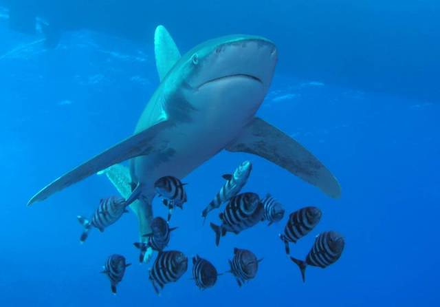 Cool HD Nature Desktop Wallpaper Shark