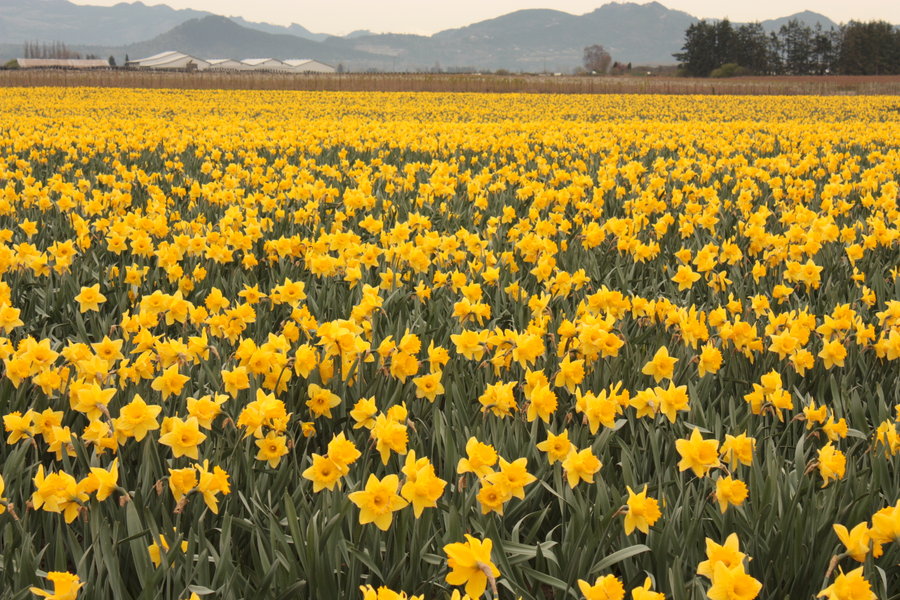 Pin Field Of Daffodils Wallpaper
