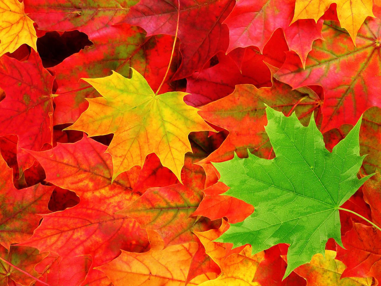 pemandangan Autumn Leaves Wallpaper
