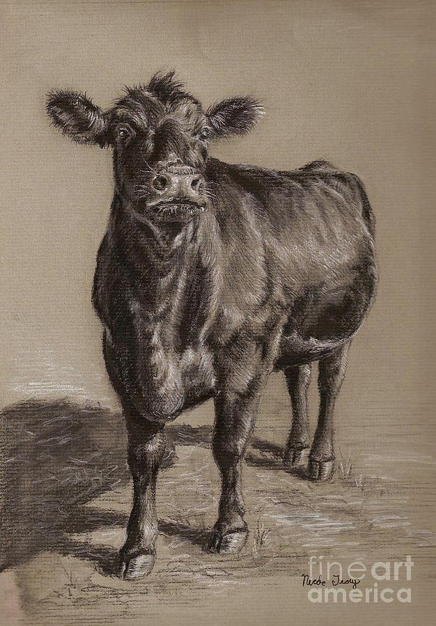 Black Angus Cow Drawing By Nicole Troup Pixels